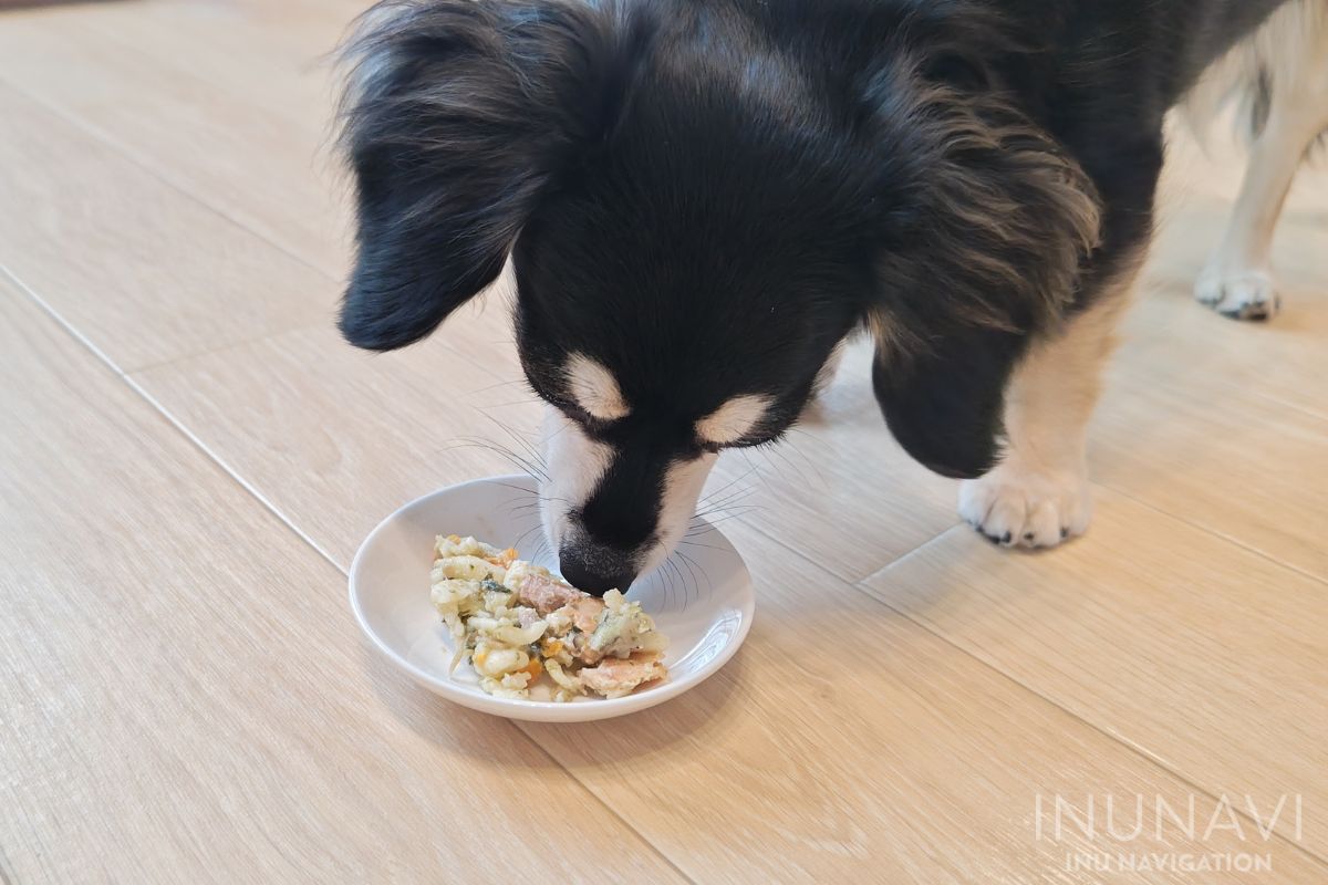 タミーレシピ　サーモンおからパスタを食べる愛犬 (2)